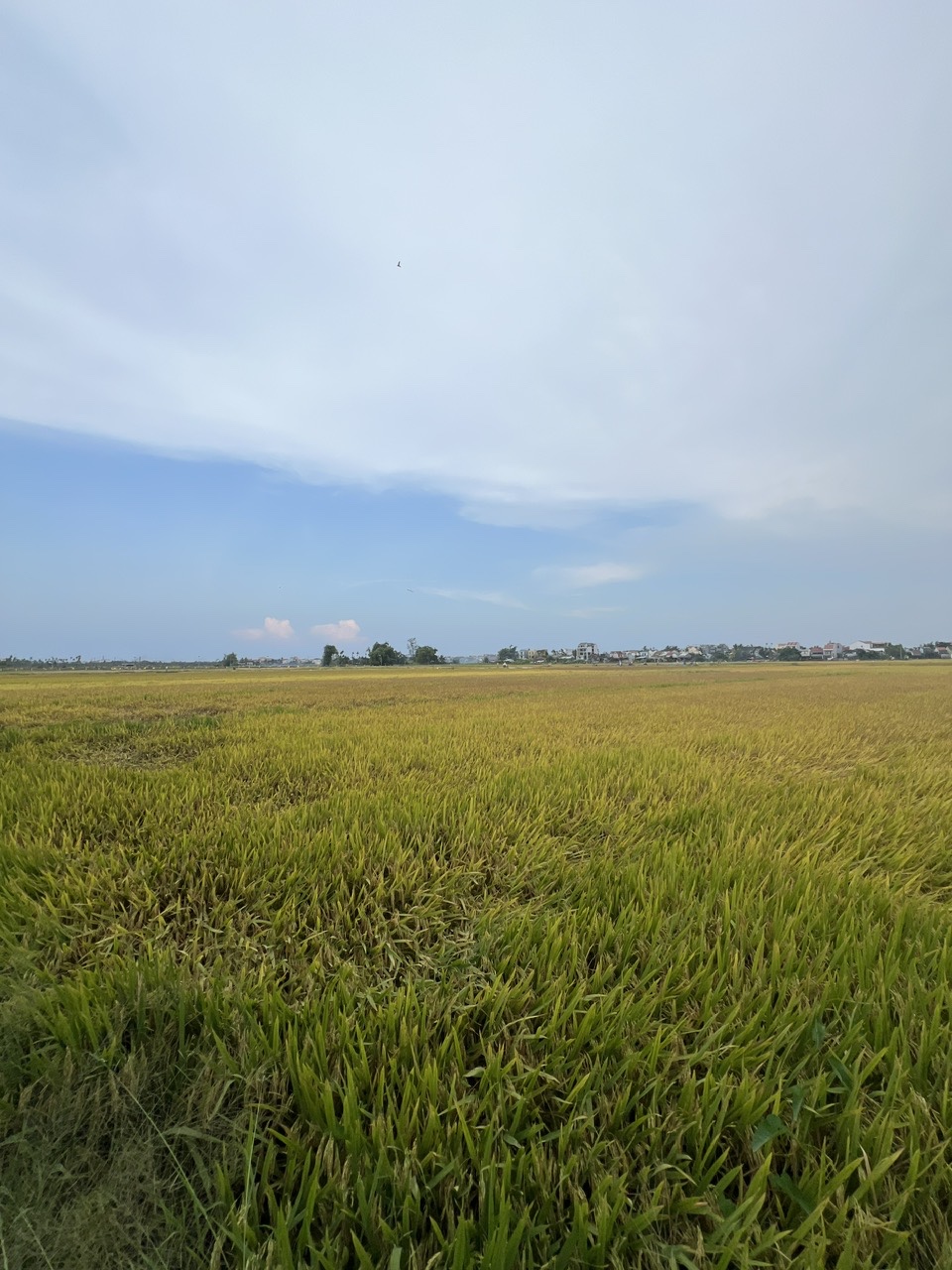 Trà Quế gardens